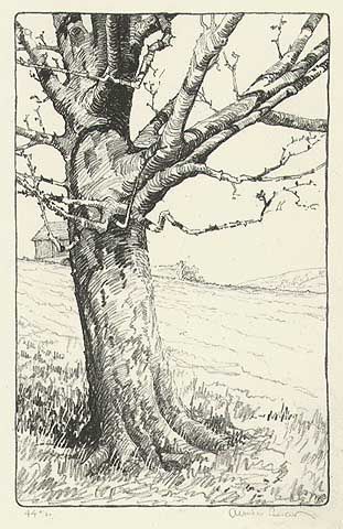 image of a cross-contour drawing of a tree made with smaller marks