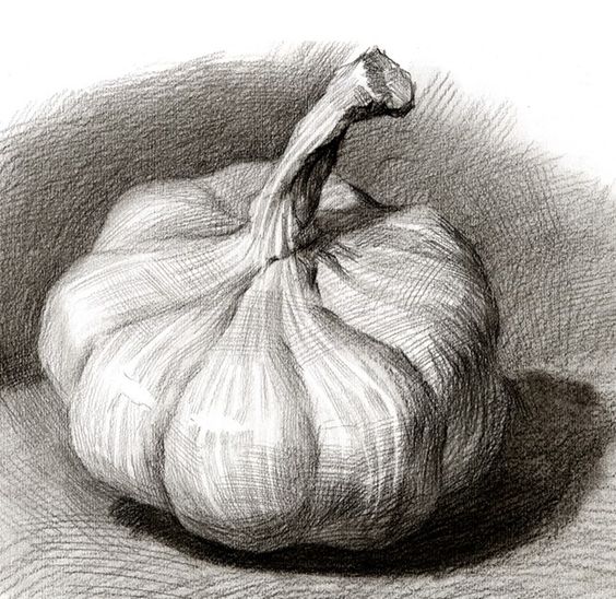 image of a cross-contour drawing of a gourd