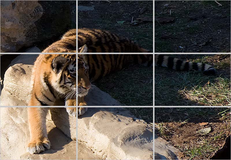 photo of tiger with 1/3 lines overlaid on top