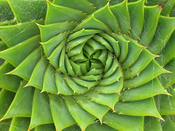 photo of the pattern in the center of sunflower which demonstrates the phi curve