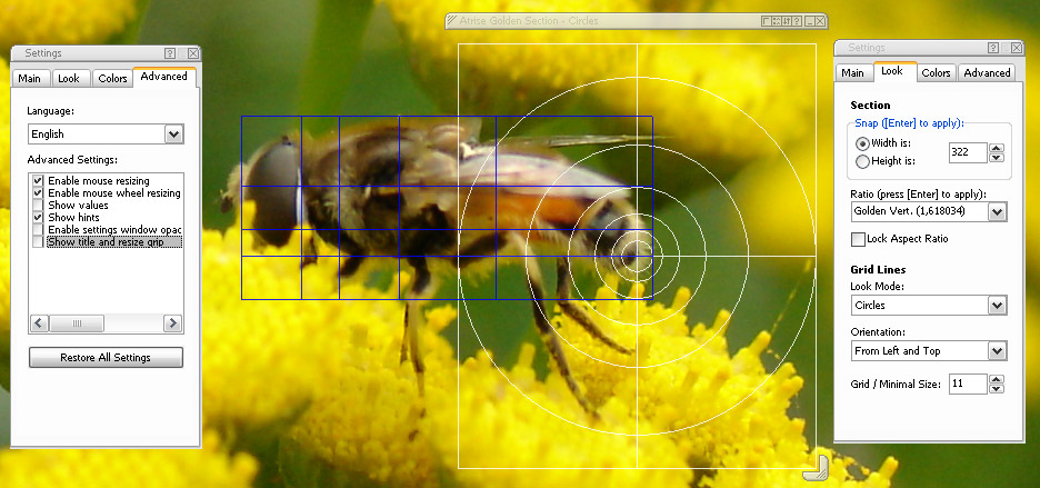 photo of the pattern in a cactus which demonstrates the phi curve