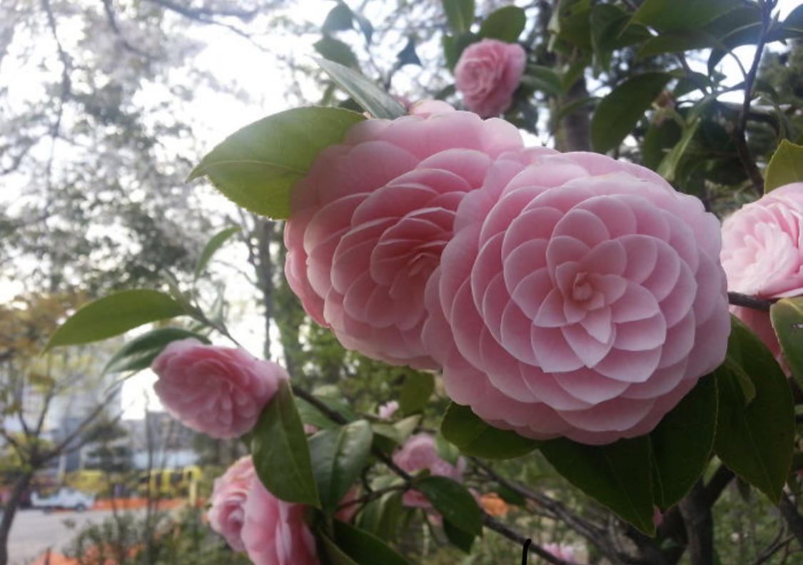 photo of the pattern on a pink flower showing the phi curve
