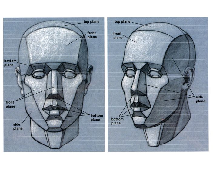 drawing of a human indicating the planes of the face