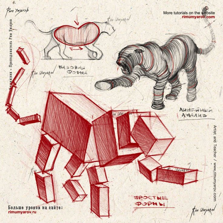 planar drawing of a tiger